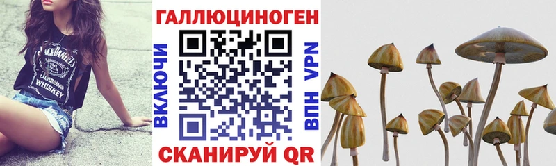 Купить закладки  Нолинск  Псилоцибиновые грибы мицелий 